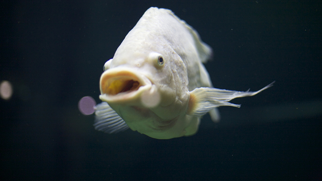 一条仅剩头和鳍的鱼在大海中前行，强韧的生命力让不少人看了啧啧称奇。（示意图／达志影像）
