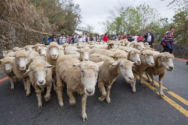 清境农场每年2月场庆前举办奔羊节，受新冠肺疫情影响停办3年，今年17日将闪亮回归。（清境农场提供／杨静茹南投传真）