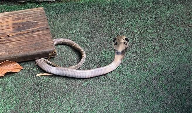 新北市动保处统计，去年全市接获3497件捕蛇通报案件。（动保处提供）