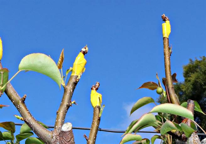 三湾乡丰水梨穗受到寒害影响，无法授粉开花，乡农会粗估全乡存活率仅剩3、4成。（李京升摄）