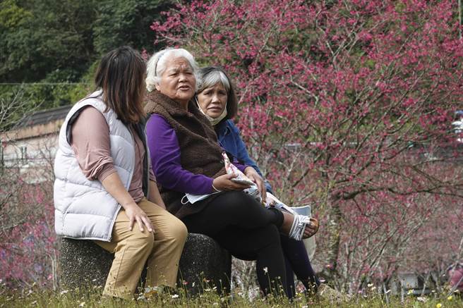 宜兰大同乡公所在崙埤河滨公园与泰雅地景公园举办「玩味大同」观光产业推广活动，现场民眾在盛开樱花树丛中聚会聊天。（黄子明摄）