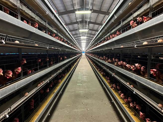 桃园市农业局指出，桃园市饲养蛋鸡场年产约6000万颗鸡蛋，多属自产自销模式，受零售市场价格波动影响较小。（桃园市农业局提供／陈梦茹桃园传真）