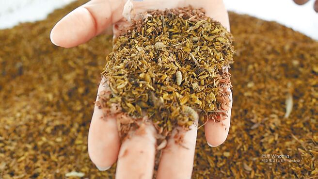 黑水虻幼虫吃掉厨余、粪便或动植物有机体后，虫体、虫粪可作为饲料、土壤改良剂等。（花莲县环保局提供／罗亦晽花莲传真）