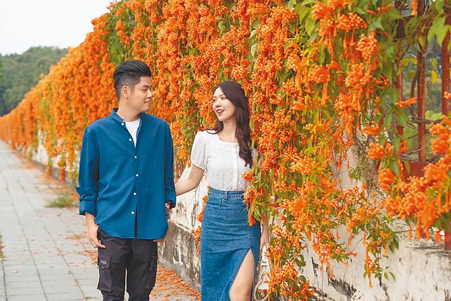 西洋情人节即将到来，嘉义市政府为恋人们规画独有「潮选浪漫花旅」行程，嘉义农业试验分所外墙炮仗花现正绽放，一串串橘黄色绝美花瀑绵延数百公尺，是季节限定新秘境。（嘉义市政府提供／吕妍庭嘉义传真）