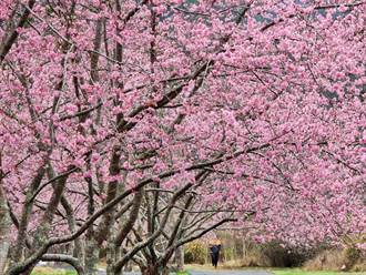 武陵農場櫻花季浪漫登場 粉紅隧道狂吸情侶打卡拍照