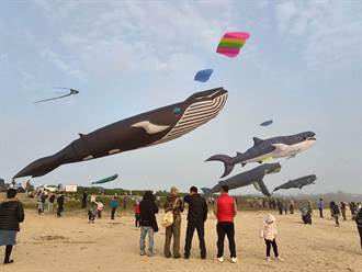 《禹英禑》夢幻美景重現！巨型鯨魚風箏翱翔金門萌樣曝光