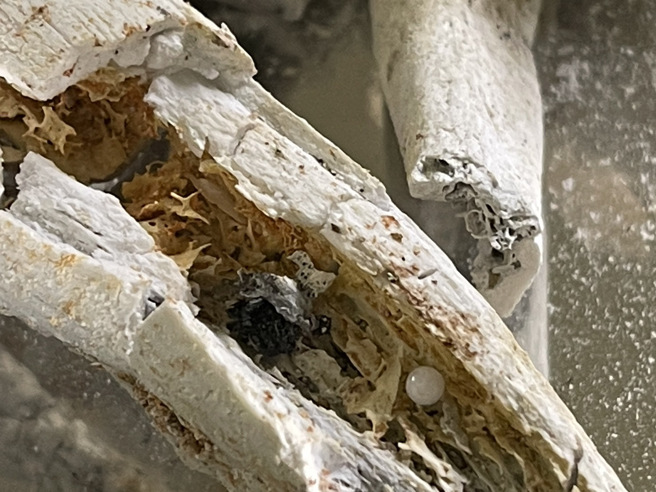 星云大师佛光山舍利子佛骨。（佛光山提供／林瑞益高雄传真）