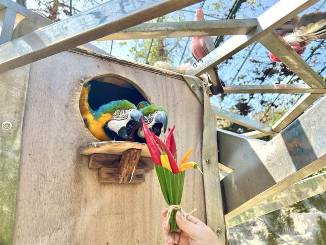 保育员送黄腹蓝琉璃金钢鹦鹉「BOSS」和「老板」辣椒花束。（柯宗纬翻摄）