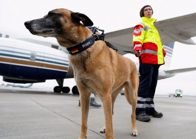 土耳其地震後，搜救犬成為大眾的焦點。事實上，搜救犬於現場救災將以考試為基準，並視領犬員依照現場情況進行調整，如天氣不好時，則須縮短搜救時間。（圖/ 路透社）