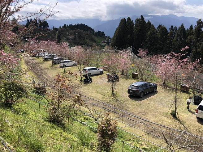 桃园北横樱花季警方执行交管措施避免塞车。(警方提供／吕筱蝉桃园传真)