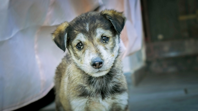 大陆一名饲主把家中小羊宰了，牠生前的玩伴发现后，伤心欲绝并开始绝食，最终也跟着好友离世了。(示意图/达志影像)