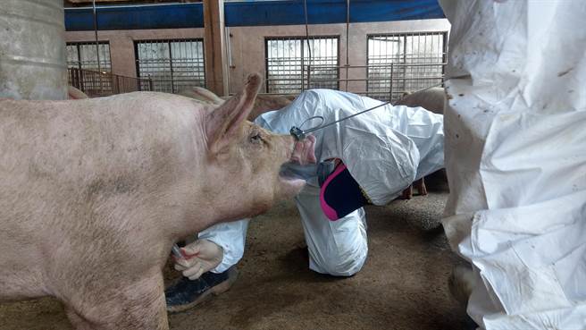 种猪育种技术专业性高，此次获准的台南3家种猪场，皆是歷史悠久且规模大。（台南市政府农业局提供／张毓翎台南传真）