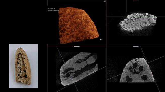 台達電自主研發的「微米級電腦斷層掃瞄系統」，可360度無死角顯影，奇異透過結構分析清楚看見奇異掘沙錢海膽的內部結構。(圖／台達提供)