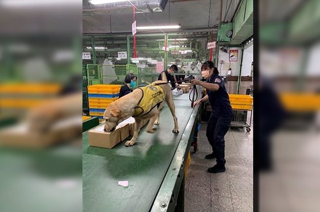 緝毒犬(圖／關務署提供)