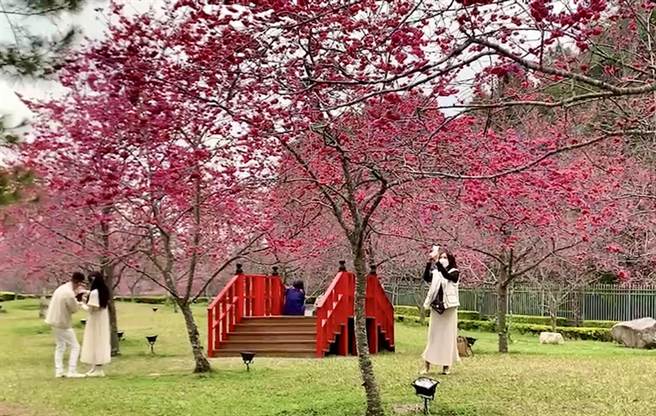 九族文化村2月14日举行「雪樱情人节」，吸引上百对情侣穿白色情侣装入园赏樱花。（业者提供／杨静茹南投传真）
