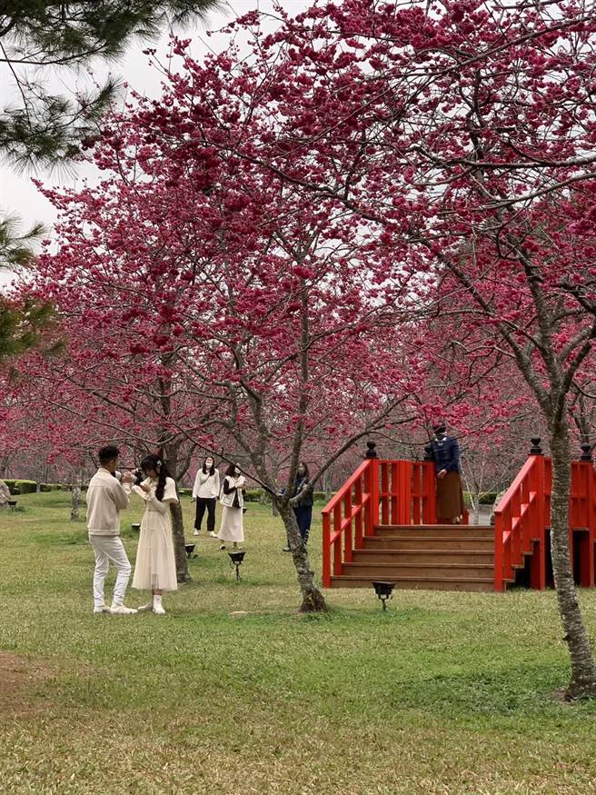 九族的八重樱、雪樱满开，吉野樱、富士樱也开了三成，预估228连假时盛开。（业者提供／杨静茹南投传真）