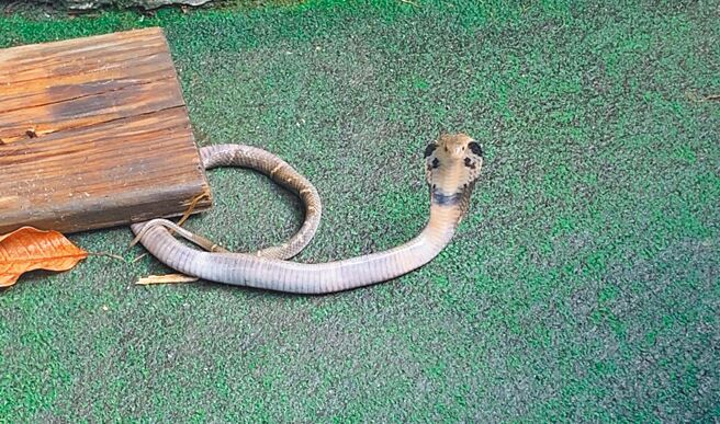 新北市动保处去年接获3497件捕蛇通报，其中新店区497件为所有行政区最多。（新北市动保处提供／吕健豪新北传真）