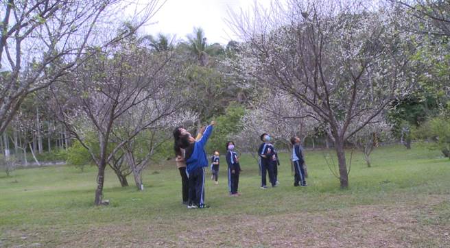 台东县卑南乡利嘉国小梅园的梅花在冷风中二度盛开，在学校服务23年的老师也啧啧称奇，学童指着花果同开的梅树说，又有梅子吃了。（读者提供／蔡旻妤台东传真）