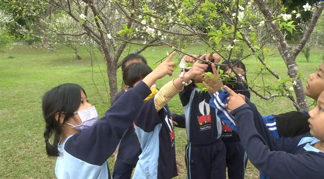 台东县卑南乡利嘉国小梅园的梅花在冷风中二度盛开，在学校服务23年的老师也啧啧称奇，学童指着花果同开的梅树说，又有梅子吃了。（读者提供／蔡旻妤台东传真）