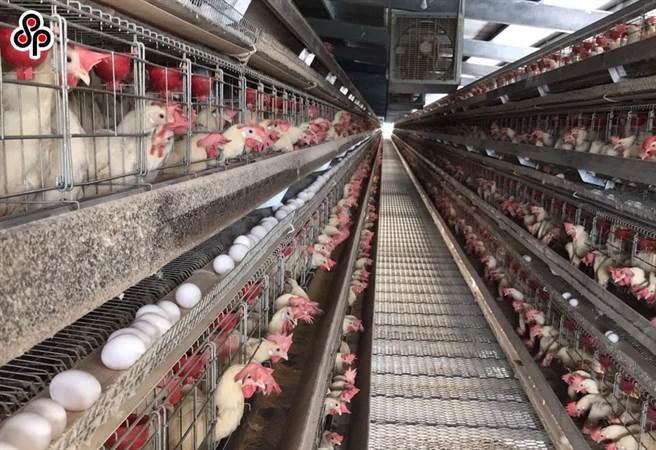 农委会表示，扣除成本支出，涨价后的利润尚称合理，但若有囤积或哄抬物价的行为，将请公平交易委员会或消费者保护委员会查办。（本报系资料照）