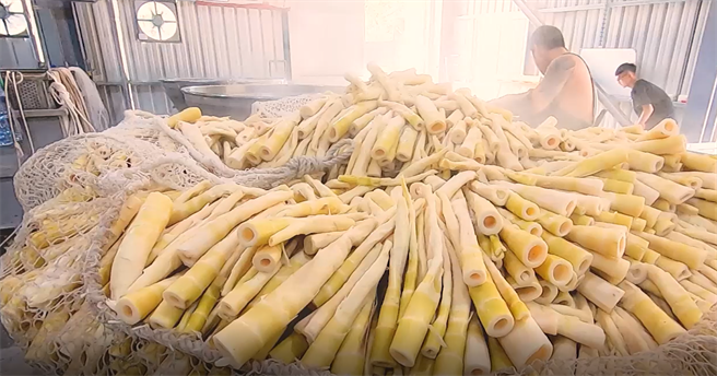 桂竹笋是苗栗县泰安乡及南庄乡等原民部落重要经济产物。（苗栗县政府原民中心提供／谢明俊苗栗传真）