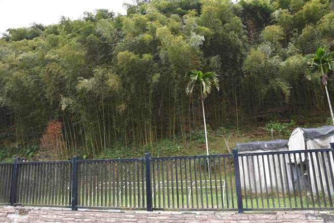 桂竹笋是苗栗县泰安乡及南庄乡等原民部落重要经济产物。（苗栗县政府原民中心提供／谢明俊苗栗传真）