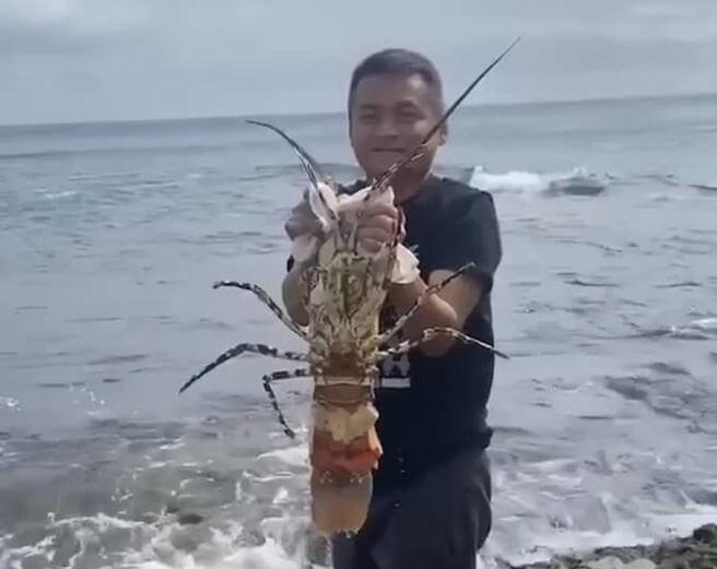 屏东县船帆石的海产店蔡姓业者14日野放一只重约3.6公斤的抱卵七彩龙虾，希望龙虾妈妈回到大海后，能顺利产下宝宝。（图／中央社提供）