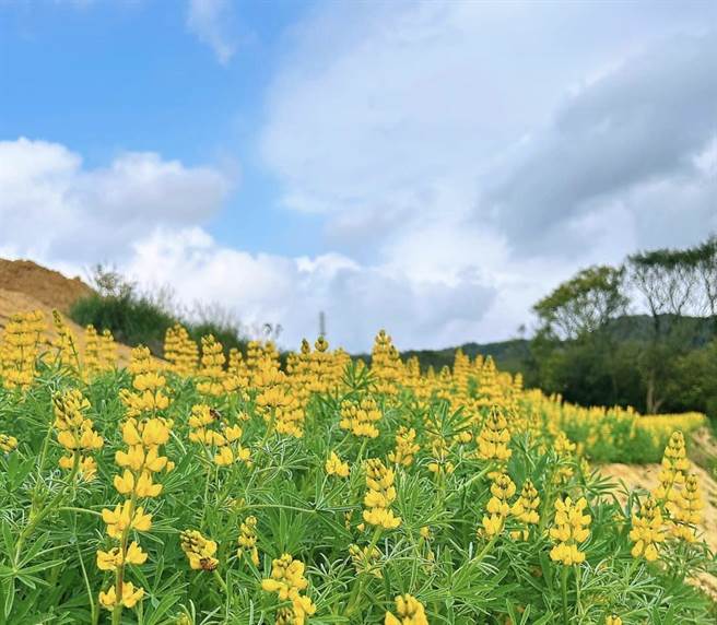 2023恋恋鲁冰花季大北坑展区金黄花开系列活动开放报名。（吕筱蝉摄）