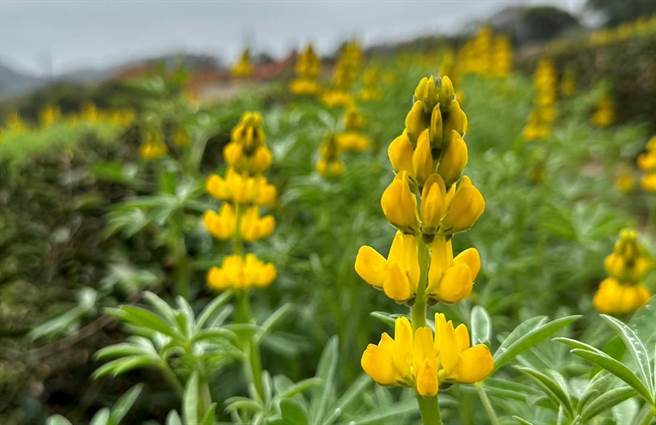 2023恋恋鲁冰花季大北坑展区金黄花开系列活动开放报名。（吕筱蝉摄）