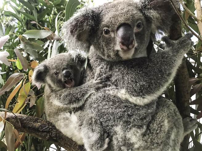 澳洲野外无尾熊已经陷入紧迫的生存危机。（北市动物园提供）