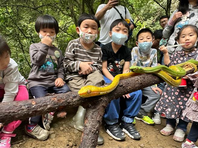 超稀有的黄化赤尾青竹丝近期在新店山区现踪。（吕军逸提供／李奇叡台北传真）