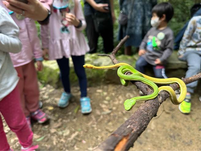 两蛇交互吐信，模样十分可爱。（吕军逸提供／李奇叡台北传真）