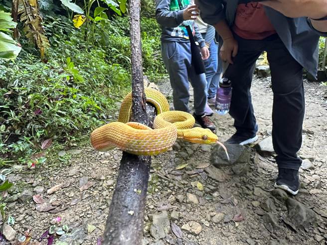 吕军逸说，这条黄化的赤尾青竹丝可能有白化症。（吕军逸提供／李奇叡台北传真）
