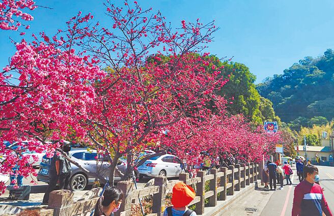 后里「泰安樱花季」于18日起，柔美浪漫开跑，大甲警分局将加强交通疏导管制。（大甲警分局提供／陈世宗台中传真）