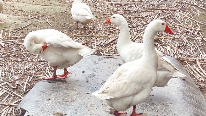 台东女骑士指控，今年1月遭到简姓饲主饲养的鹅追咬，警方依违反社维法移送，但法官认为鹅属呆萌讨喜动物，不构成吓人要件，裁定不罚。图为示意图，非当事鹅。（蔡旻妤摄）