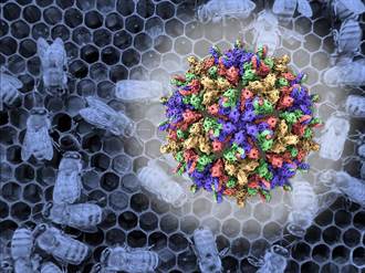 國輻中心破解「西奈湖蜜蜂病毒」 獲刊頂尖期刊《自然通訊》