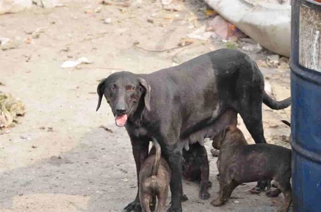 犬猫繁殖力惊人，需要各方参与与关注此社会议题。（台湾之心提供）