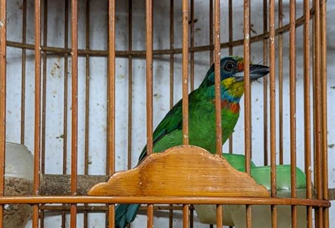 基隆市动保所查获鸟店贩售野生鸟类，紧急将鸟儿救出，野放山林。（基隆市政府提供／张志康基隆传真）
