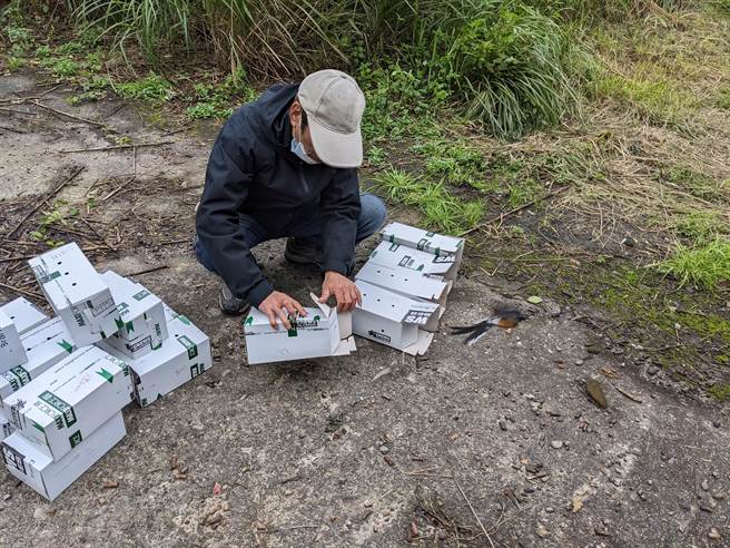 基隆市动保所查获鸟店贩售野生鸟类，紧急将鸟儿救出，野放山林。（基隆市政府提供／张志康基隆传真）