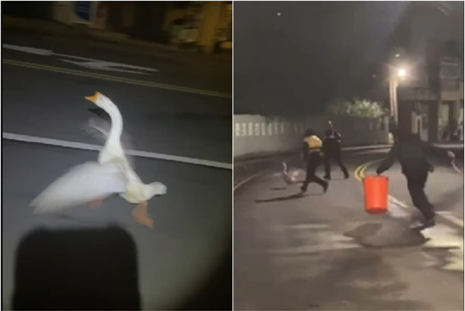 笑到翻！「牠们」携手逛大街，3警拿塑胶桶包夹追捕超疗癒。(翻摄画面)