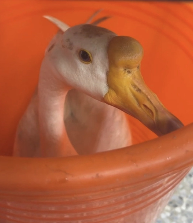 笑到翻！「牠们」携手逛大街，3警拿塑胶桶包夹追捕超疗癒。(叶庭欣/翻摄)