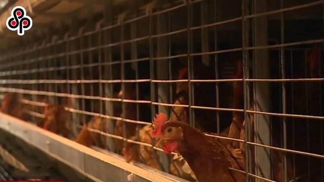 近期受禽流感与寒流衝击加上产地缺鸡，缺蛋持续延烧，农委会表示，今年将把进口种鸡量提高到30万只，较歷年平均24万只多，透过扩量来降低产蛋效能低的老母鸡，进而提升后续产蛋率，目前已进口5万只。（本报系资料照）