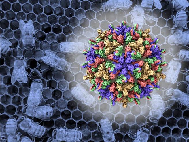 国辐中心领先全球，首度解析出「西奈湖蜜蜂病毒」结构。(国辐中心提供)