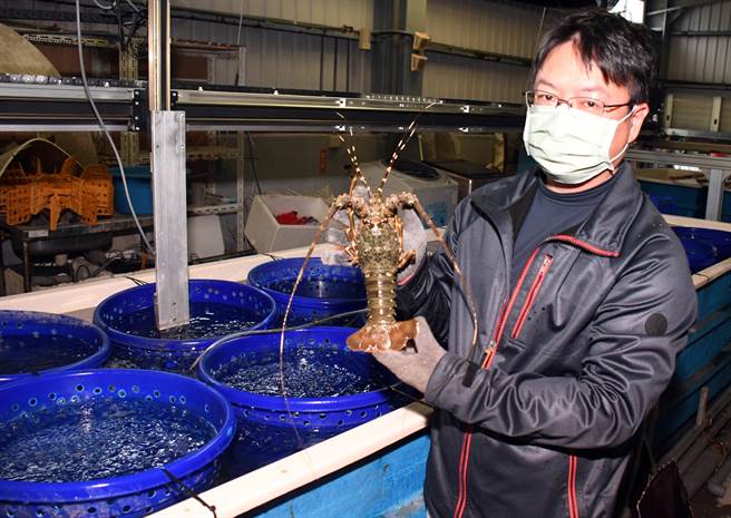 水试所东部中心助理研究员郑明忠说，龙虾会互相残食，为了取得软壳龙虾，每只都要住「单身公寓」。（庄哲权摄）