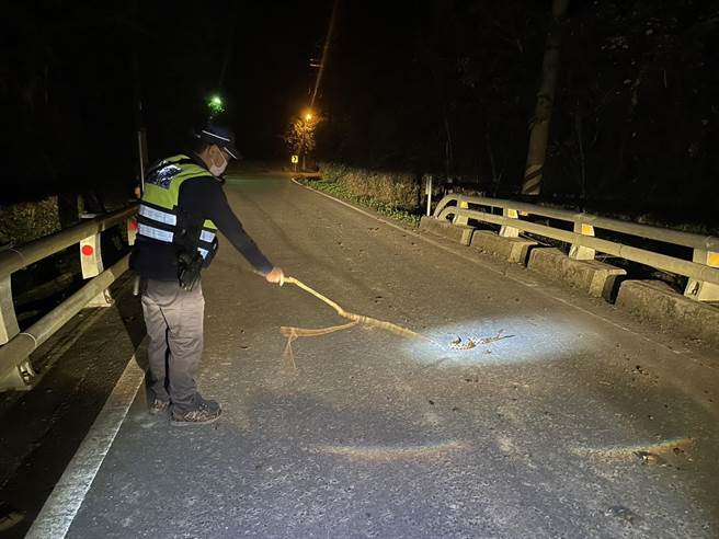 永丰派出所所长锺日顺拿树枝，引导百步蛇过马路，回到安全处。（玉里警分局提供／王志伟花莲传真）