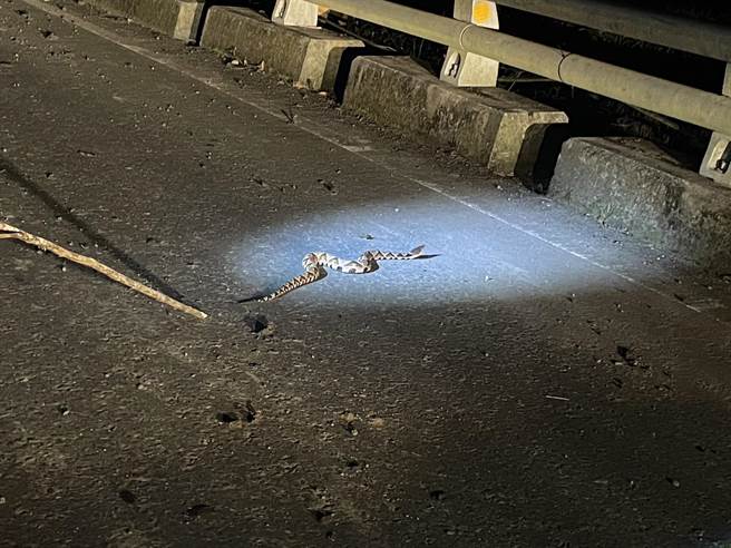 警方巡逻车昨晚在台23线东富公路11公里处，发现有「山神」之称的保育类动物「百步蛇」。（玉里警分局提供／王志伟花莲传真）