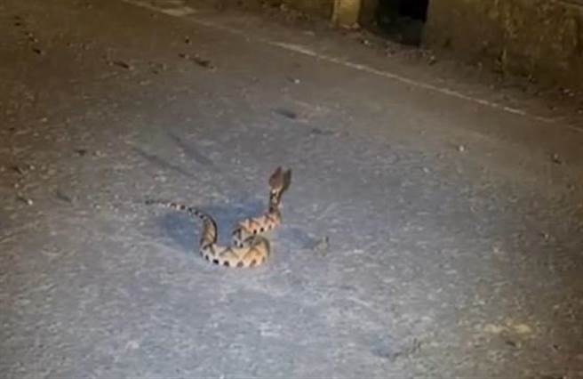 警方深夜巡逻台23线东富公路11公里处发现百步蛇。（玉里警分局提供／王志伟花莲传真）