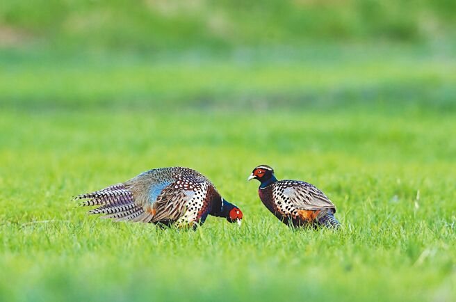 即将进入繁殖季，环颈雉公鸟搔首弄姿，向另1只较年轻的公鸟示威。（庄哲权摄）