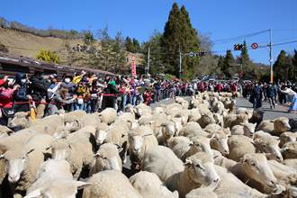 睽違3年清境奔羊節回歸  上千遊客跟著羊群逛大街
