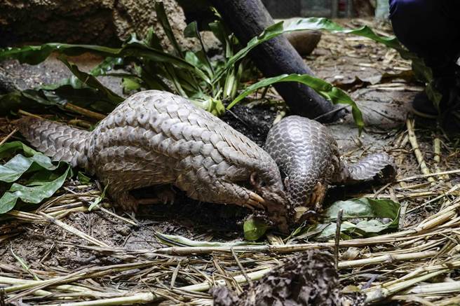 穿山甲食性特殊，一般人未掌握正确的照养方式，千万不可随意喂食甚至带回照顾。（北市动物园提供／张芷瑜台北传真）
